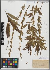 Foto von Salix triandra L. x Salix viminalis L.